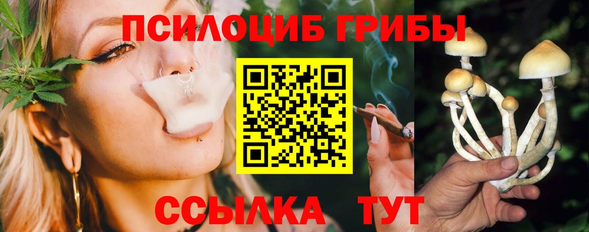 Галлюциногенные грибы Psilocybe Кисловодск